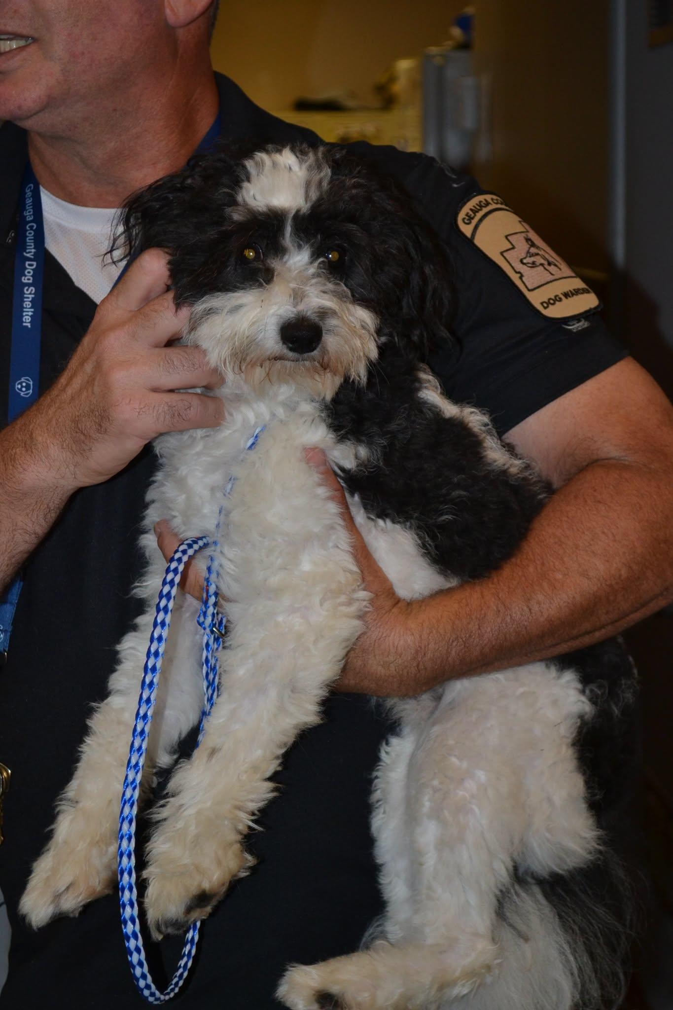 Leo, adopted, Adult Male Mixed Breed.