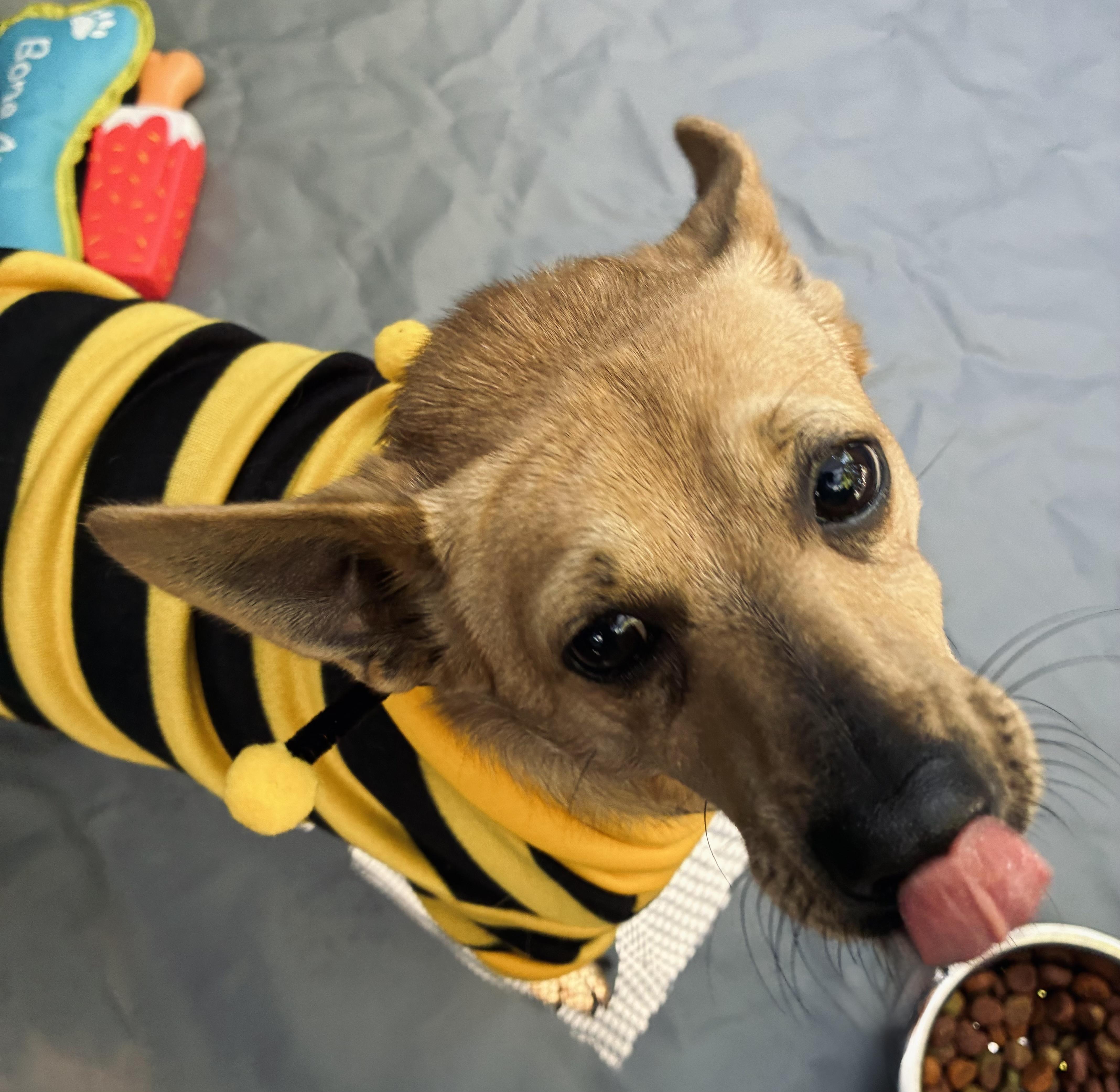 Hulk and Ozzy, an adoptable Chiweenie in Randleman, NC, 27317 | Photo Image 4