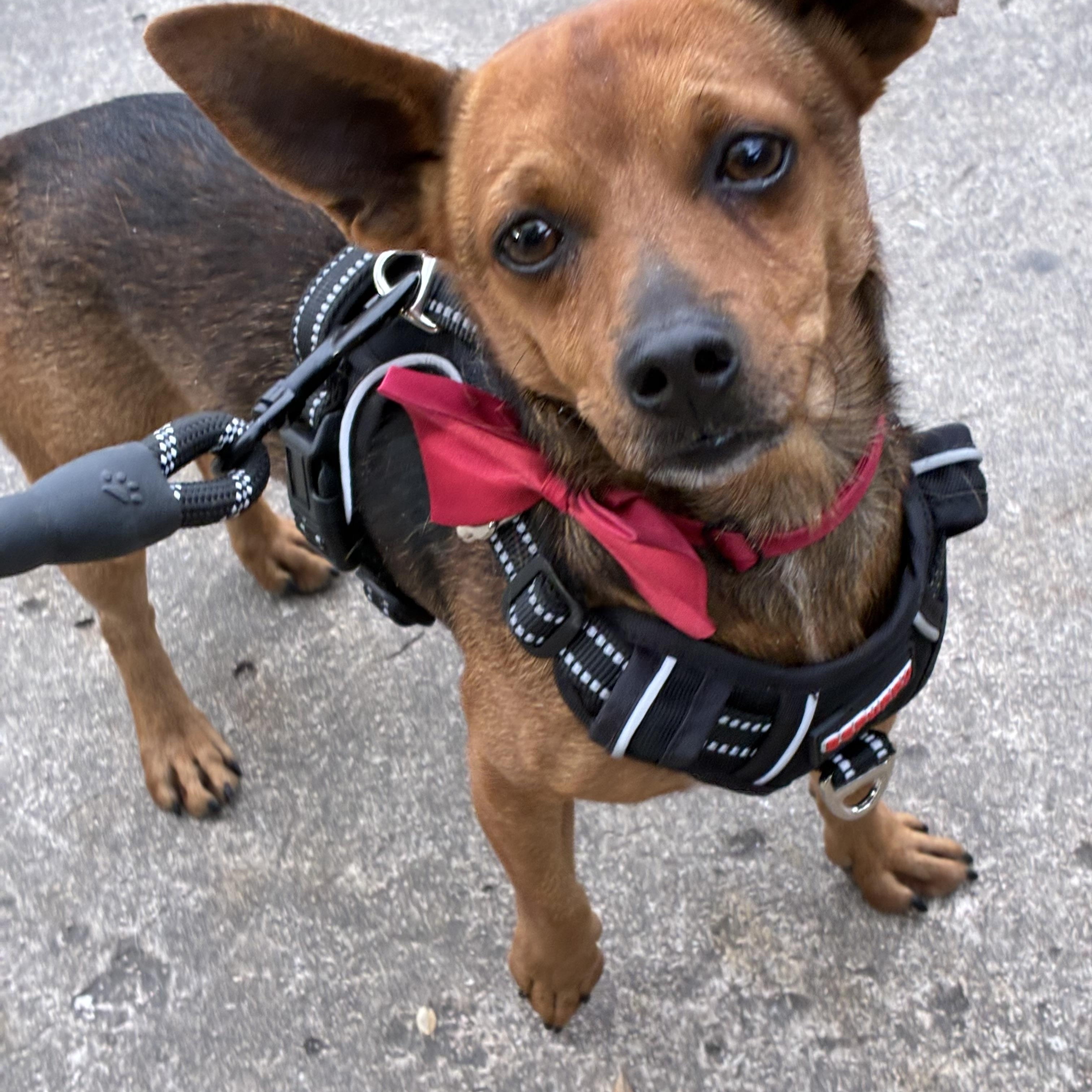 Hulk and Ozzy, an adoptable Chiweenie in Randleman, NC, 27317 | Photo Image 3