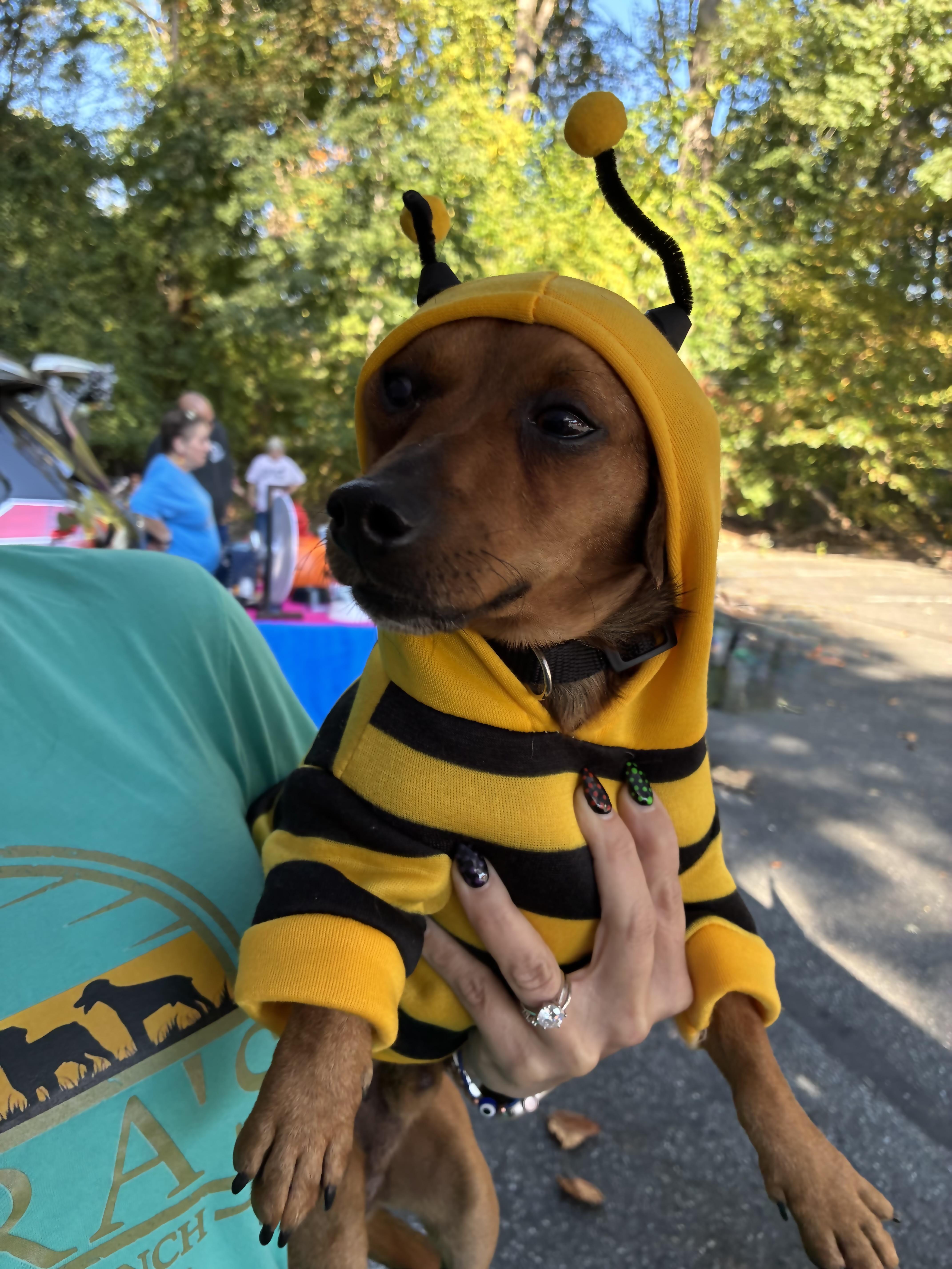Hulk and Ozzy, an adoptable Chiweenie in Randleman, NC, 27317 | Photo Image 5