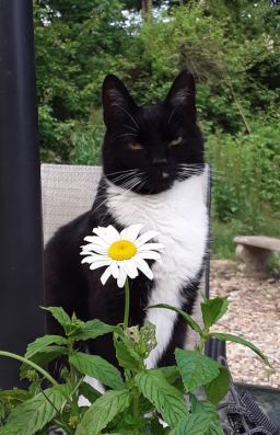 Enlarge Silas , a Adoptable Domestic Short Hair in Brookville, PA image 1/6