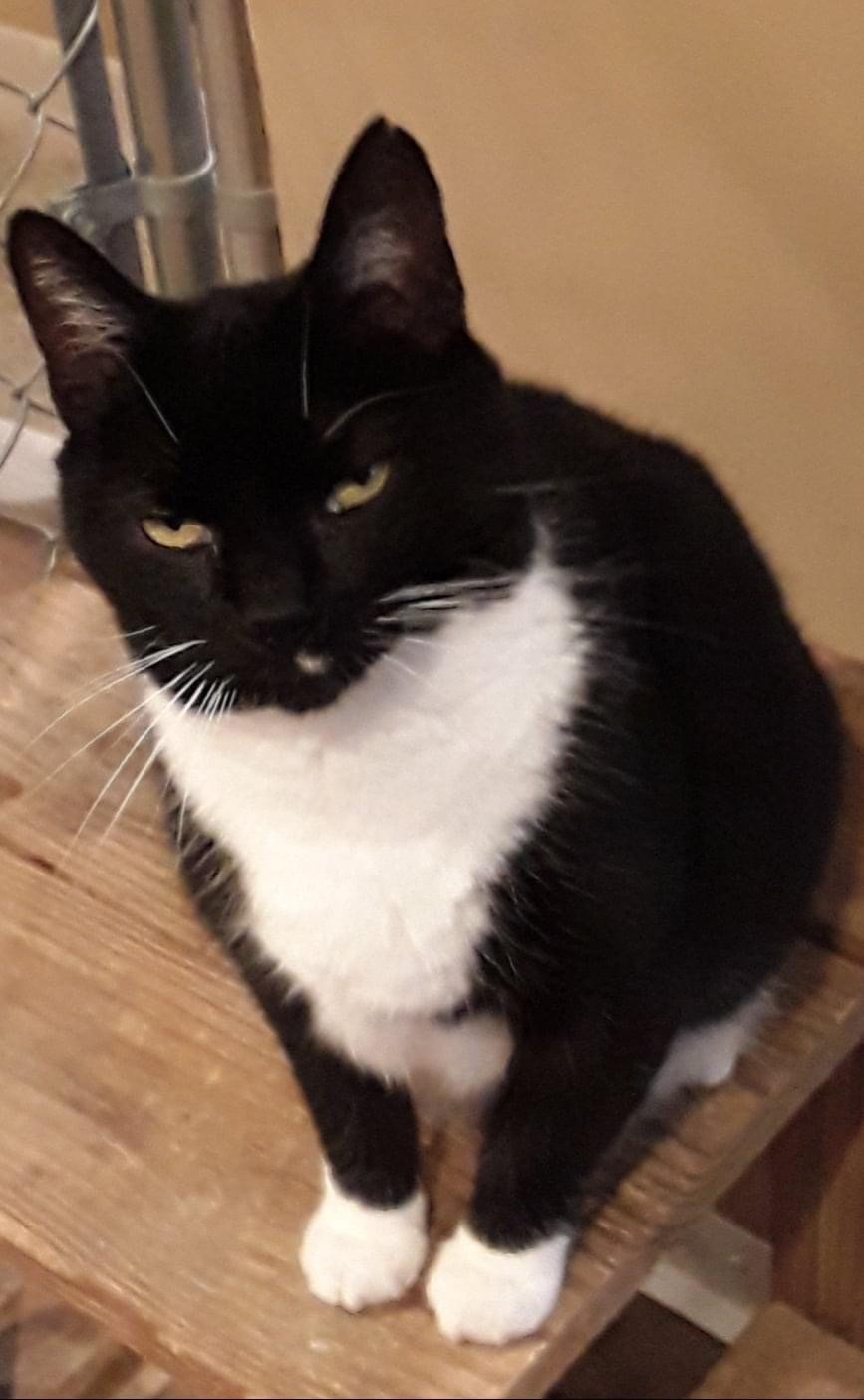 Enlarge Silas , a Adoptable Domestic Short Hair in Brookville, PA image 2/6