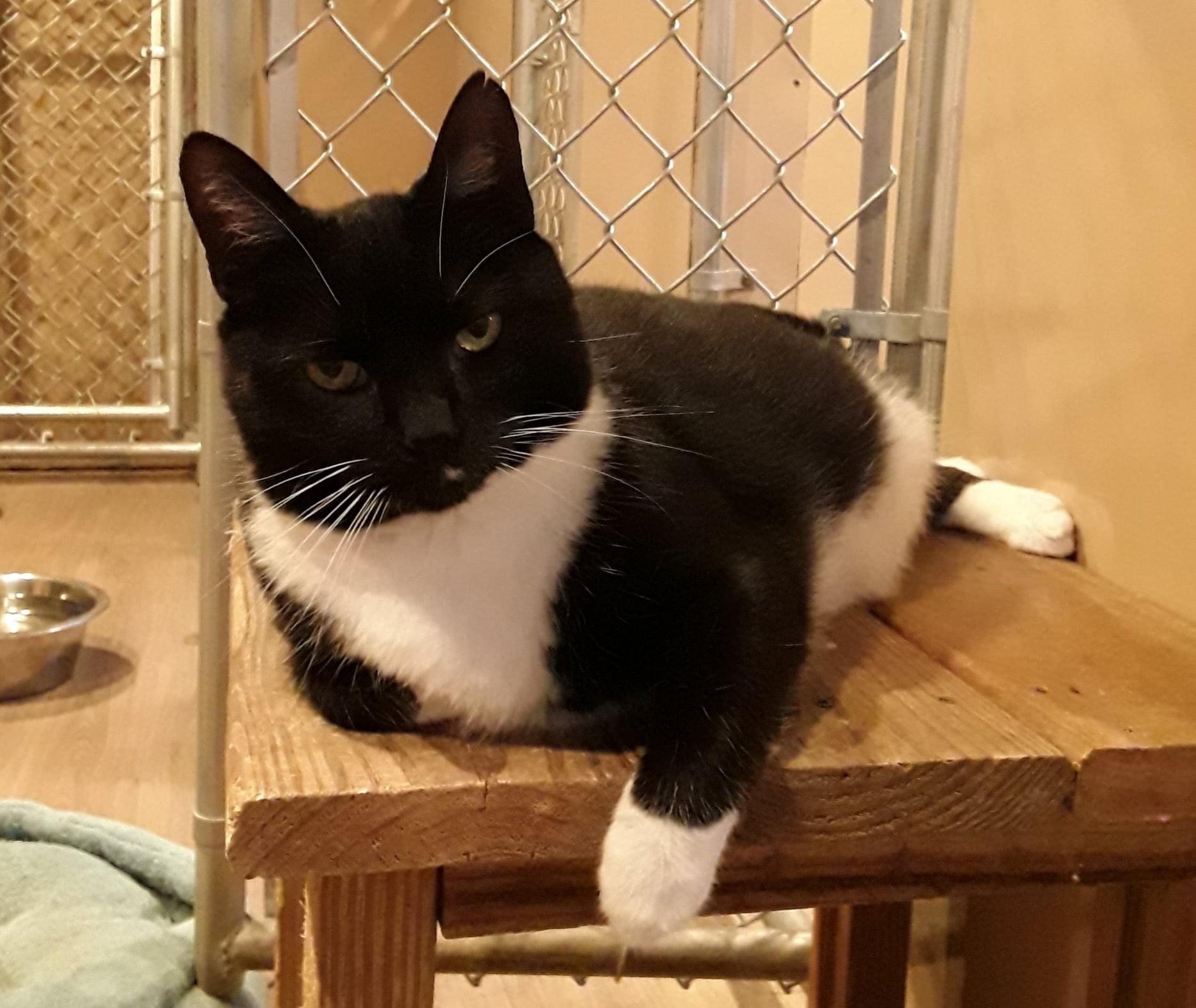 Enlarge Silas , a Adoptable Domestic Short Hair in Brookville, PA image 3/6