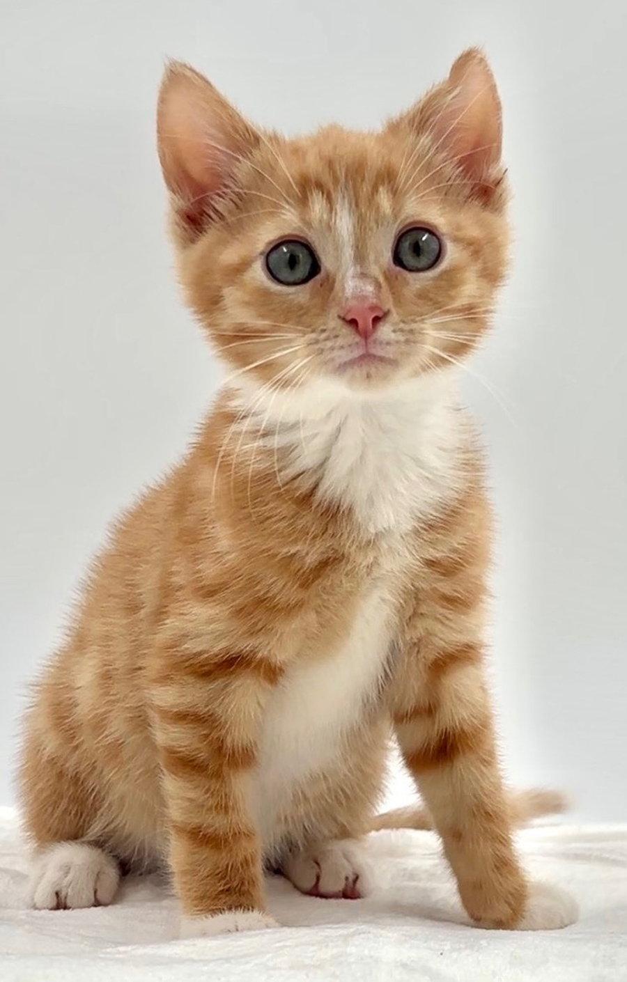 Kitten Kayak, Adopted, Kitten Male Domestic Short Hair.