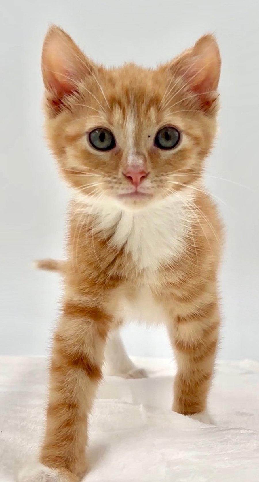 Kitten Kayak, a Adopted Domestic Short Hair in Cuyahoga Falls, OH image 2/3