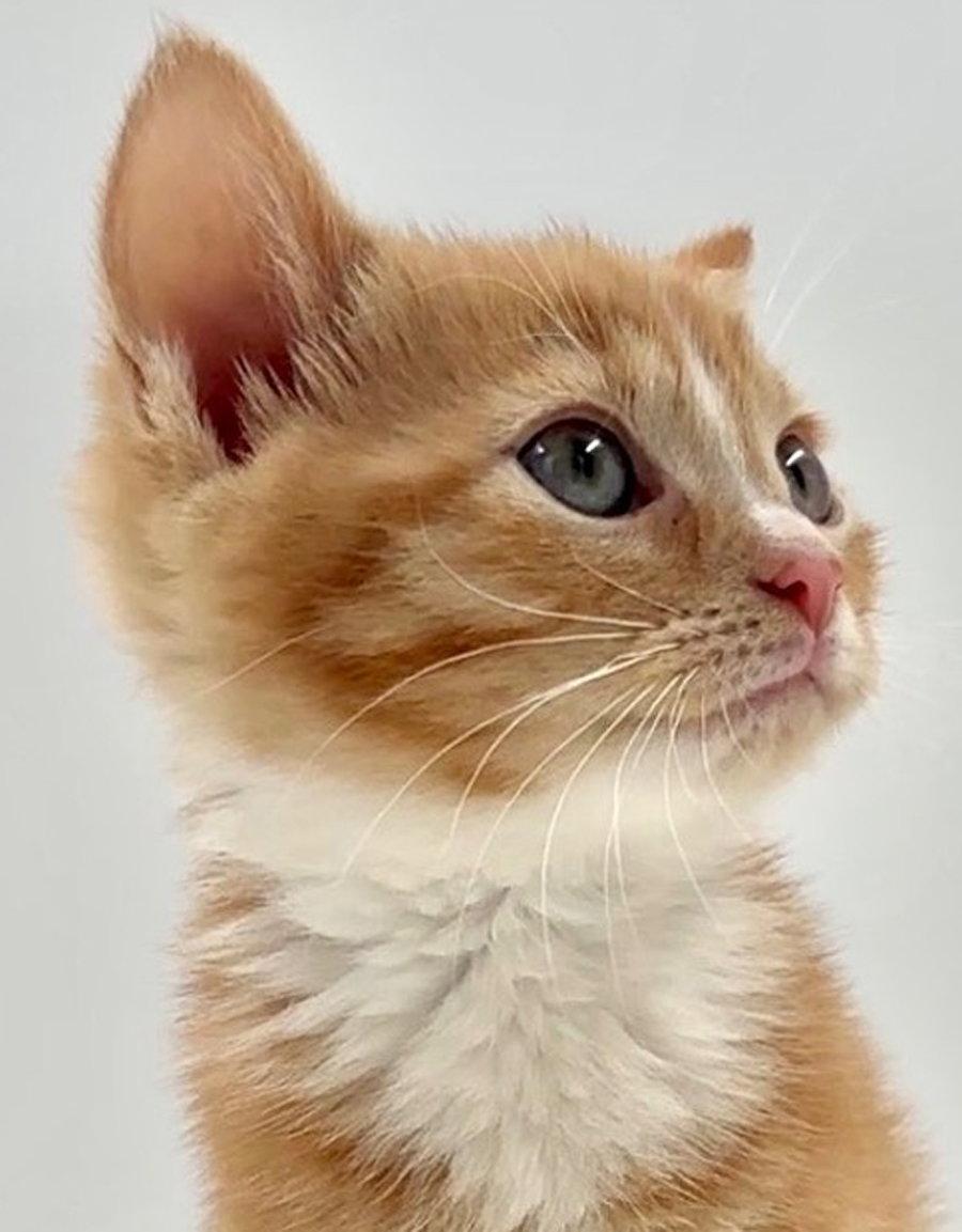 Kitten Kayak, a Adopted Domestic Short Hair in Cuyahoga Falls, OH image 3/3