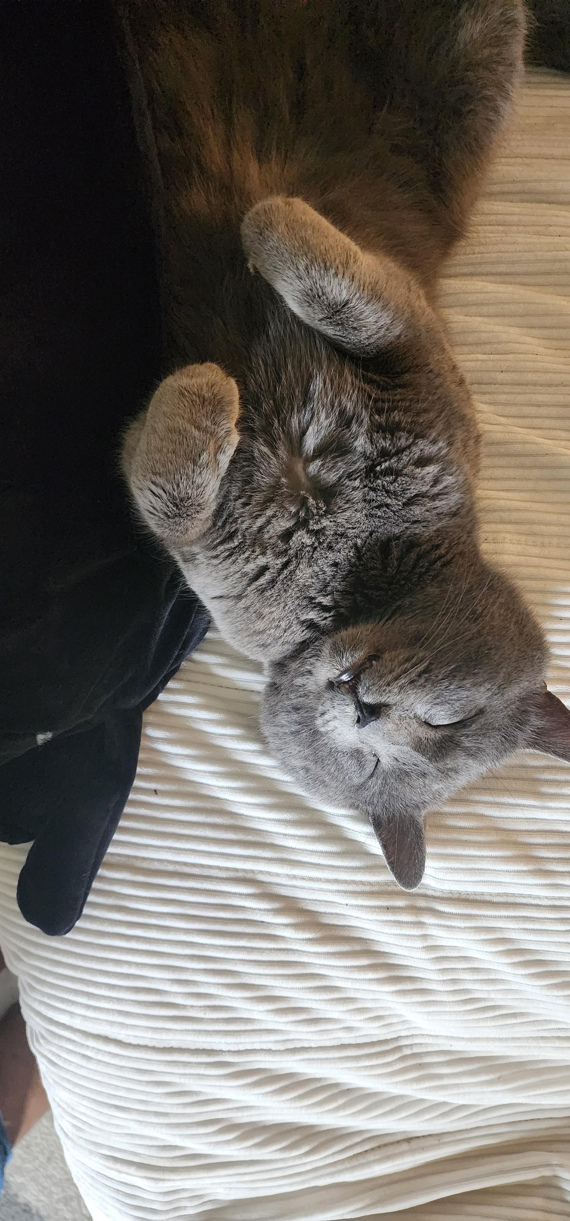 Enlarge Smokey, an adoptable mixed breed in Evansville, IN image 1/1