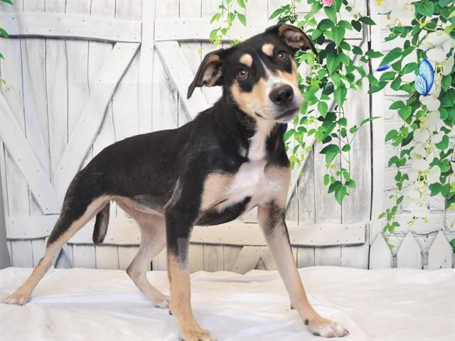 TYLA, Adoptable, Young Female German Shepherd Dog & Labrador Retriever.