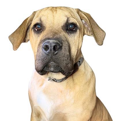Enlarge Chocolate Crumb, a Adoptable mixed breed in Reno, NV image 1/1