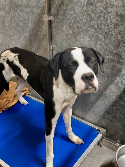 ARMOR, Adoptable, Young Male Great Dane & Mixed Breed.