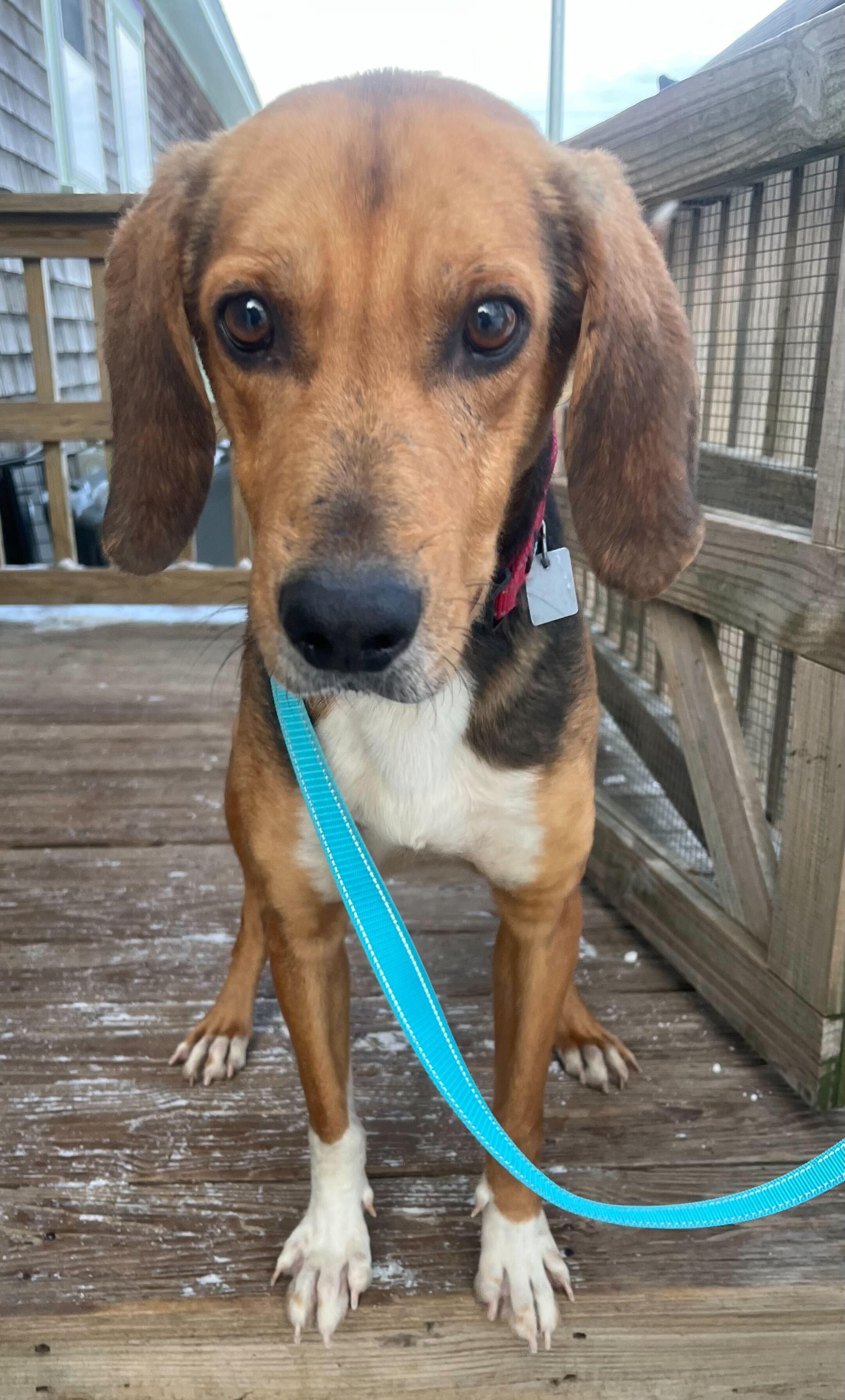 Enlarge Tanner, an adopted Hound in New Bedford, MA image 3/4