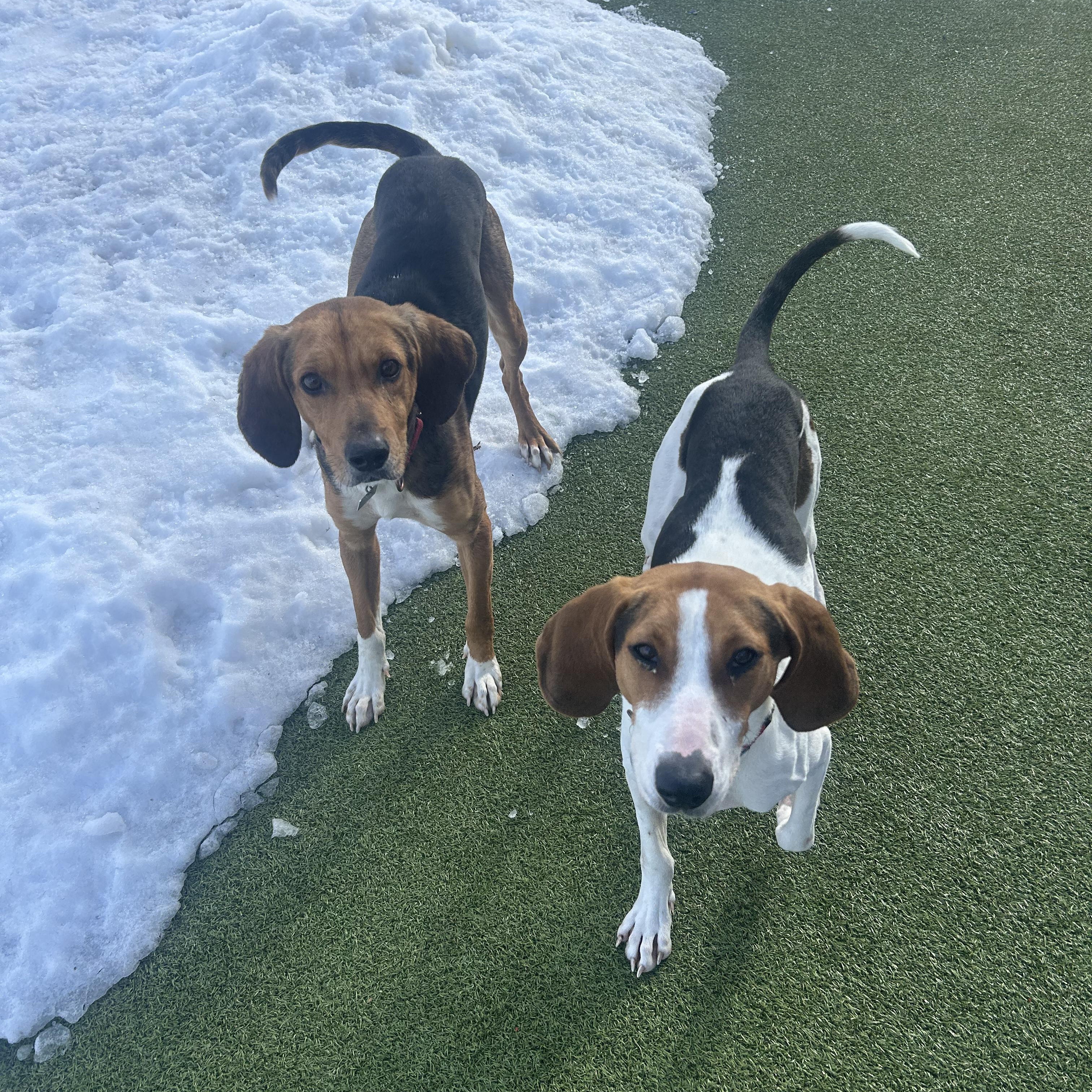 Enlarge Tanner, an adopted Hound in New Bedford, MA image 2/4