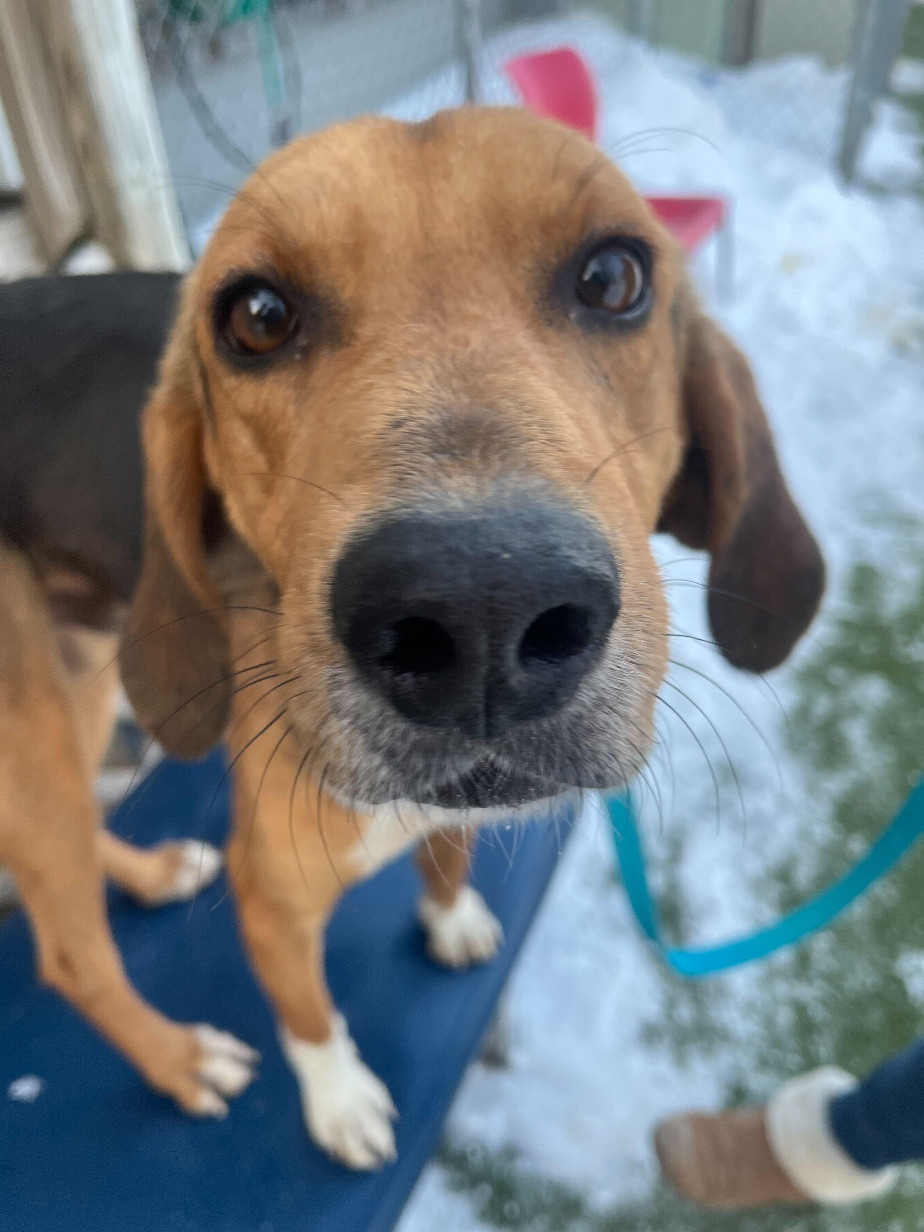 Enlarge Tanner, an adopted Hound in New Bedford, MA image 1/4