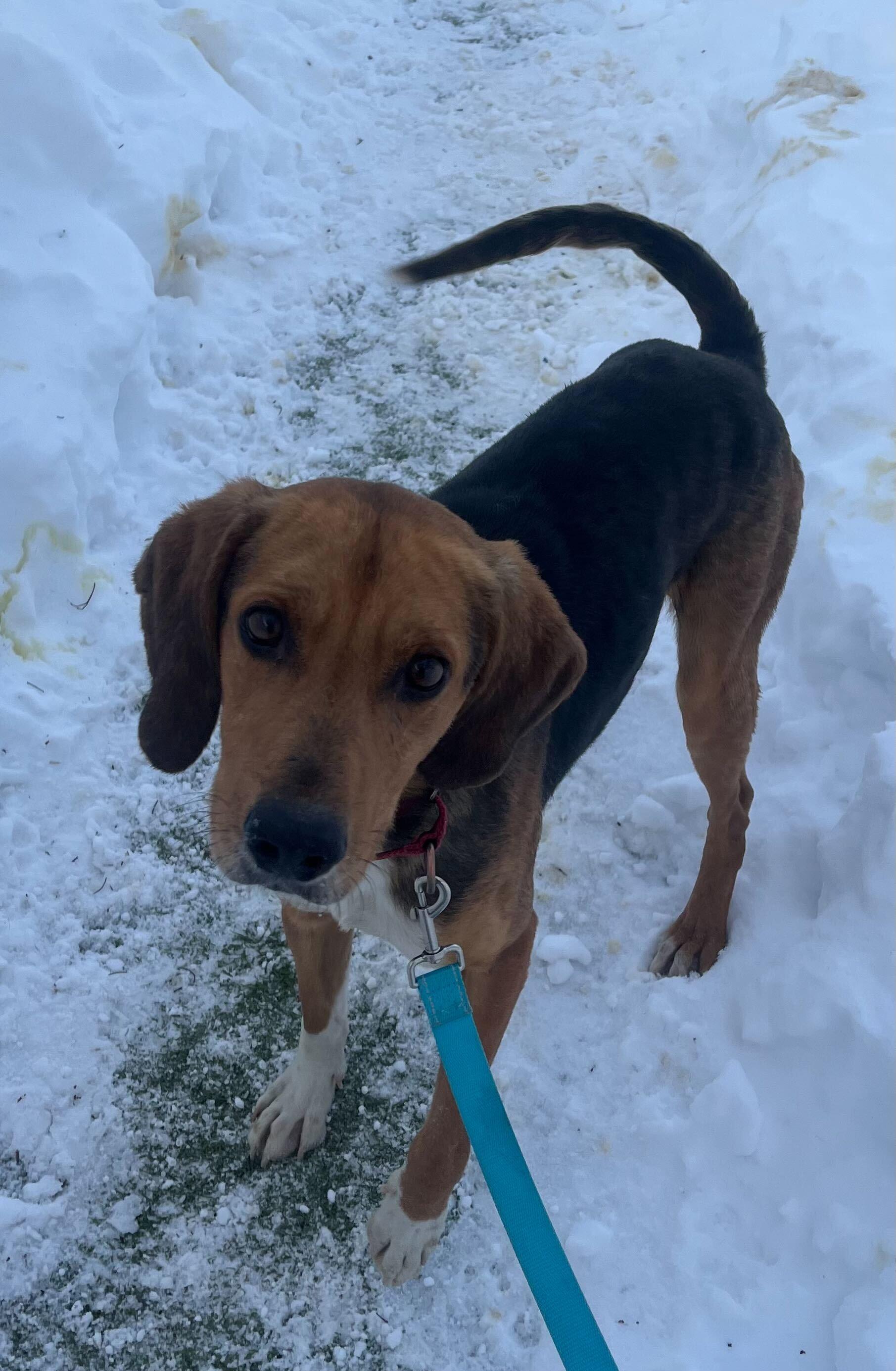 Enlarge Tanner, an adopted Hound in New Bedford, MA image 4/4