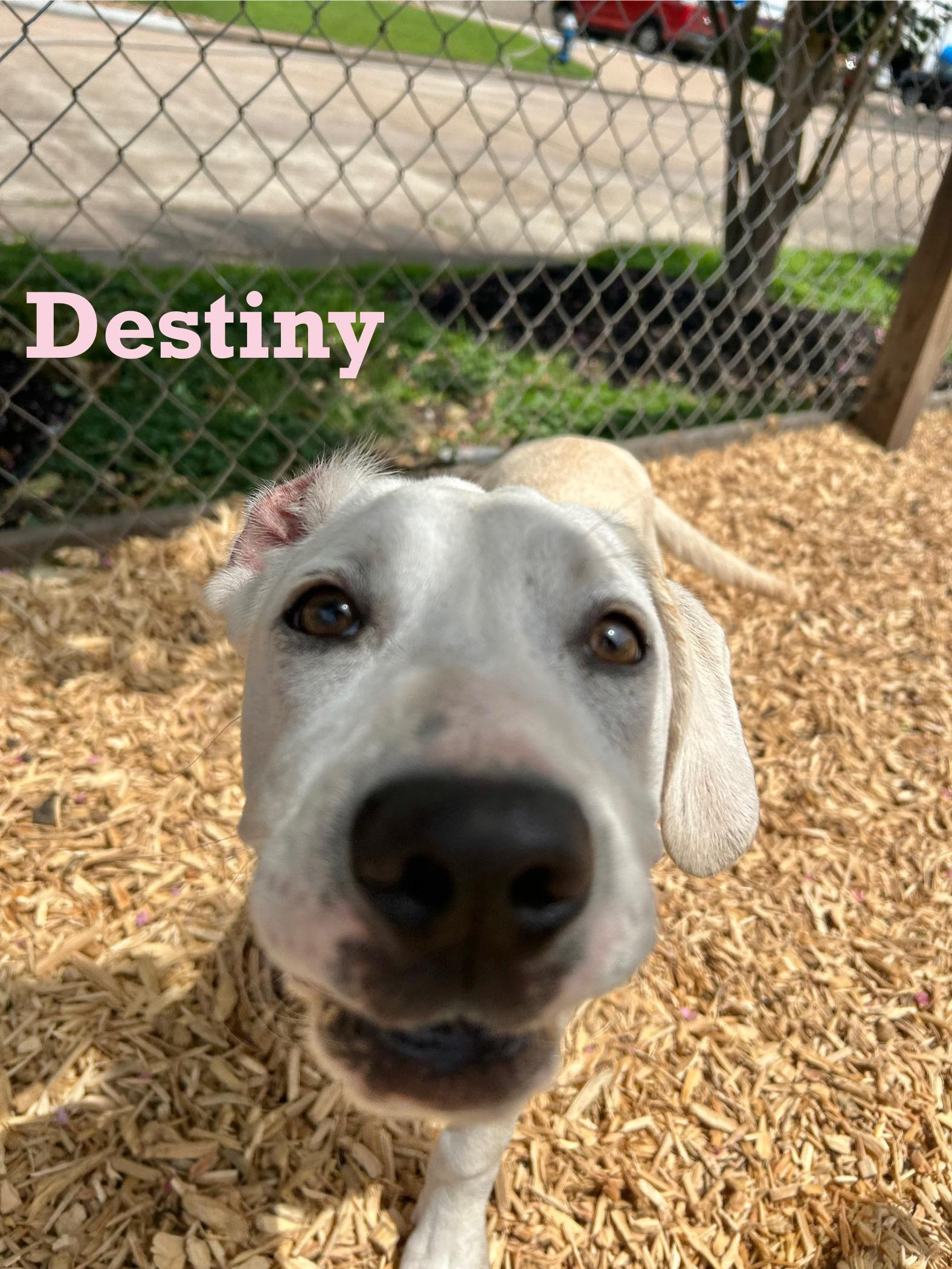 Destiny