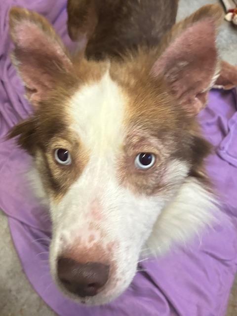 Enlarge Holly, a Adopted mixed breed in Canoga Park, CA image 3/4