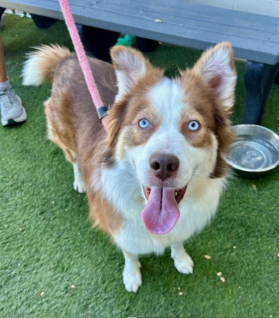 Holly, Adopted, Young Female Border Collie & Australian Shepherd.