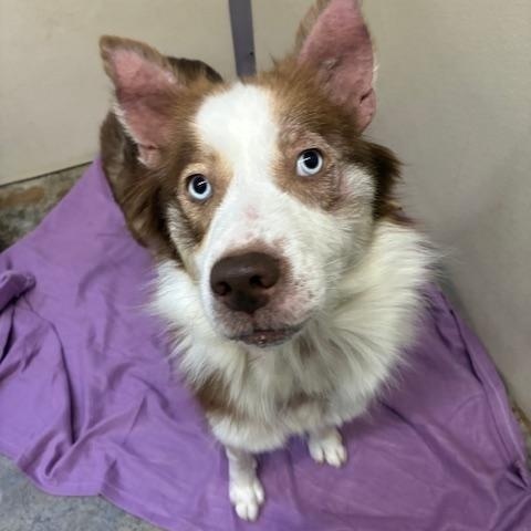 Enlarge Holly, a Adopted mixed breed in Canoga Park, CA image 2/4