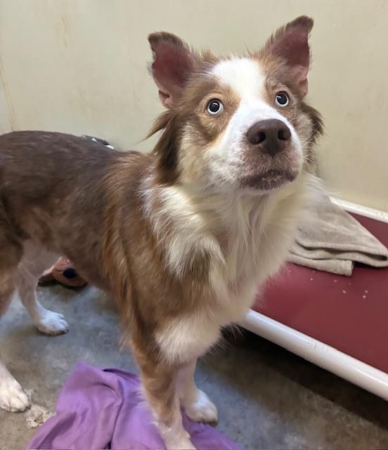 Enlarge Holly, a Adopted mixed breed in Canoga Park, CA image 4/4