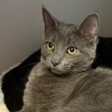 Enlarge Badger, an adopted Domestic Short Hair in Honesdale, PA image 2/3