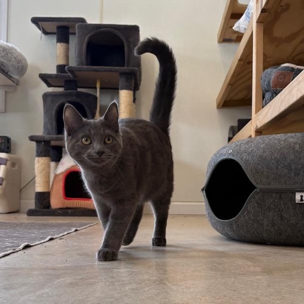 Enlarge Badger, an adopted Domestic Short Hair in Honesdale, PA image 1/3