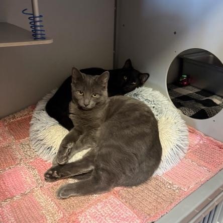 Enlarge Badger, an adopted Domestic Short Hair in Honesdale, PA image 3/3