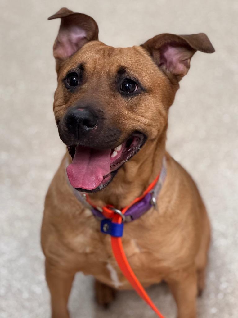 Enlarge Star, a ADOPTABLE mixed breed in Prince Frederick, MD image 2/3