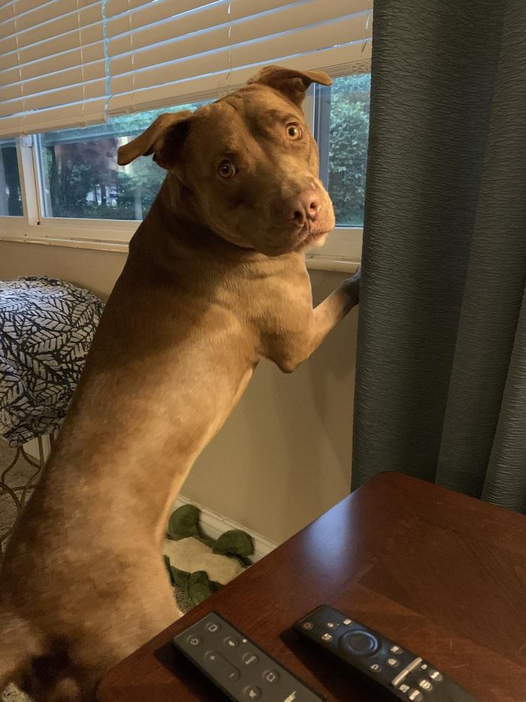 Winston, Adoptable, Adult Male Pit Bull Terrier.