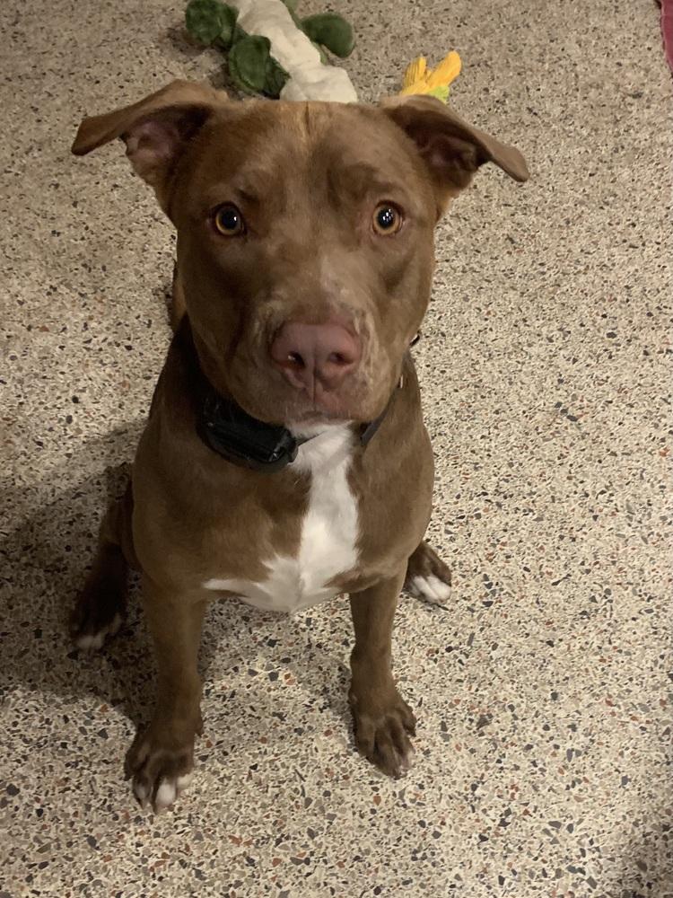 Winston, Adoptable, Adult Male Pit Bull Terrier.