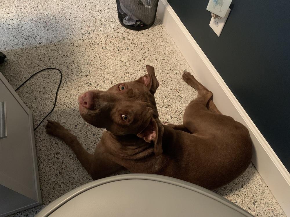 Enlarge Winston, a Adoptable mixed breed in Orlando, FL image 3/4