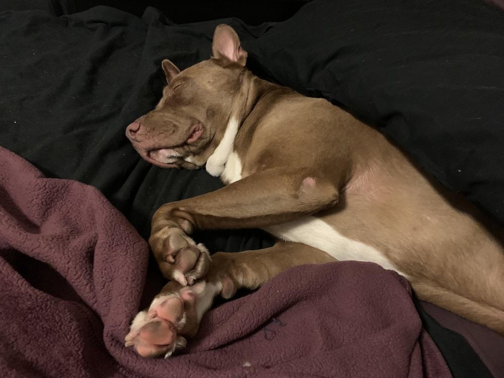 Winston, Adoptable, Adult Male Pit Bull Terrier.