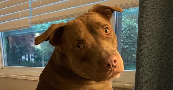 Enlarge Winston, a Adoptable mixed breed in Orlando, FL image 4/4