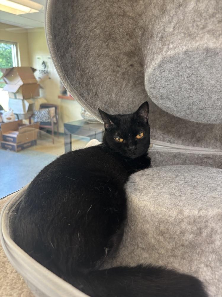 Ivy, Adoptable, Adult Female Domestic Short Hair.