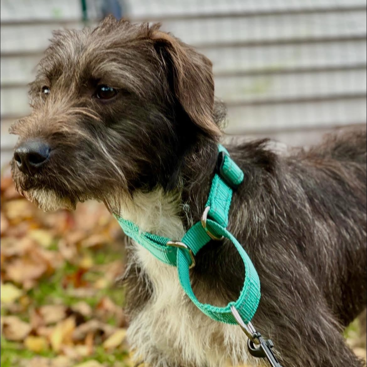 Enlarge Phoebe, an adopted mixed breed in North Dighton, MA image 2/3