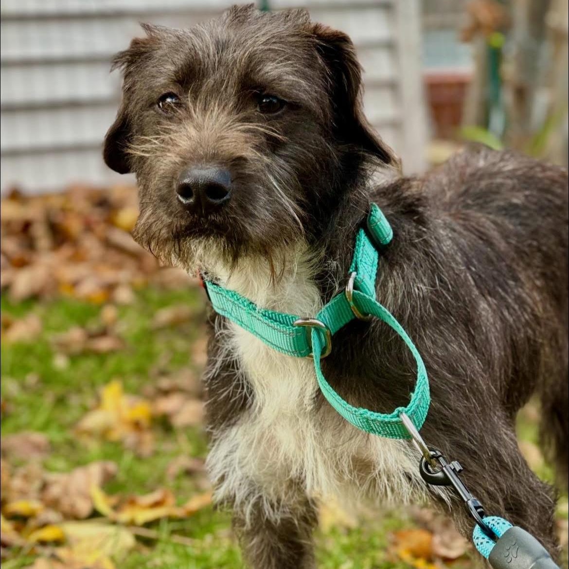 Enlarge Phoebe, an adopted mixed breed in North Dighton, MA image 1/3