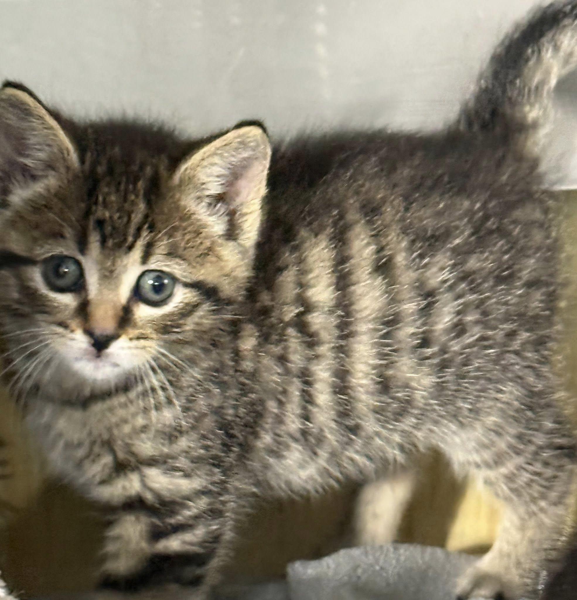 CHESTER, an adoptable Domestic Short Hair in Gresham, WI, 54128 | Photo Image 1