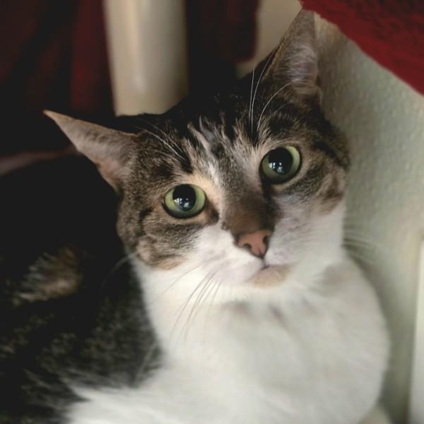 Keiko, Adoptable, Adult Female Domestic Short Hair.