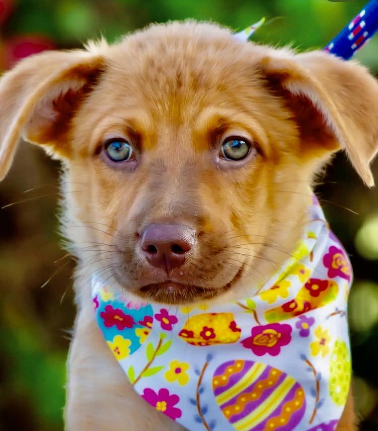Sol, an adopted mixed breed in Orlando, FL image 1/2