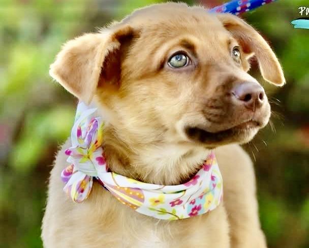 Sol, an adopted mixed breed in Orlando, FL image 2/2