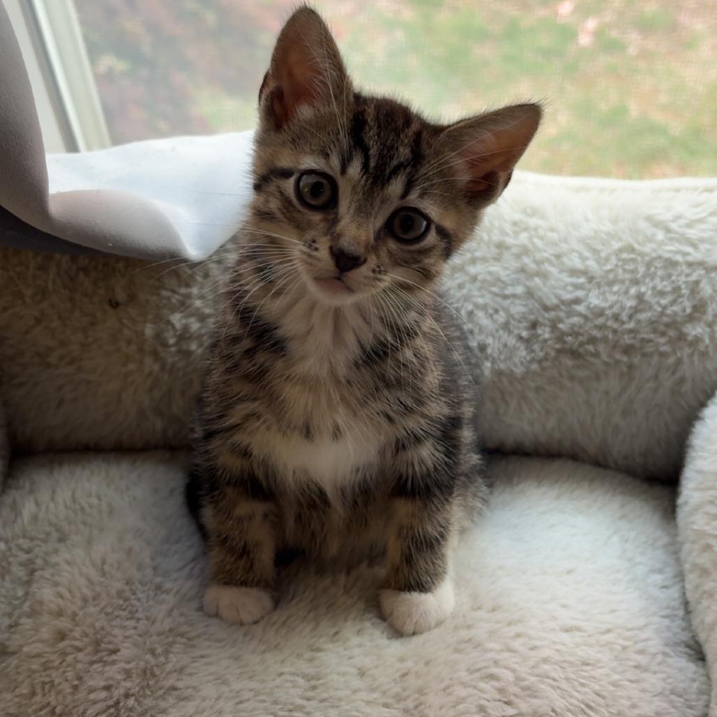 Enlarge HoHo, a Adoptable Domestic Short Hair in Bel Air, MD image 1/1