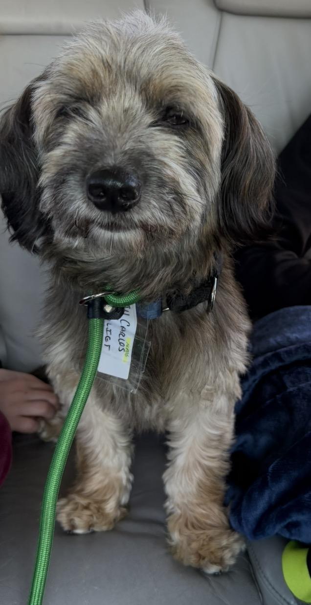 Enlarge Carlos, a Adoptable mixed breed in Lansing, IL image 5/6
