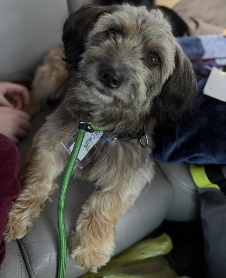 Enlarge Carlos, a Adoptable mixed breed in Lansing, IL image 3/6