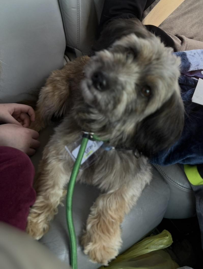 Enlarge Carlos, a Adoptable mixed breed in Lansing, IL image 6/6