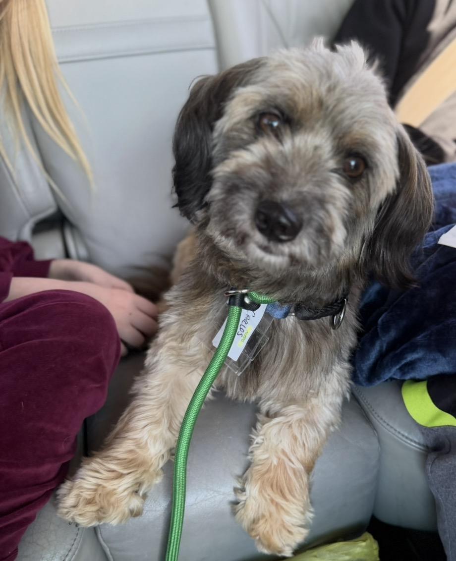 Enlarge Carlos, a Adoptable mixed breed in Lansing, IL image 1/6