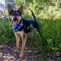 Whim, adoptable, Adult Male Mixed Breed.