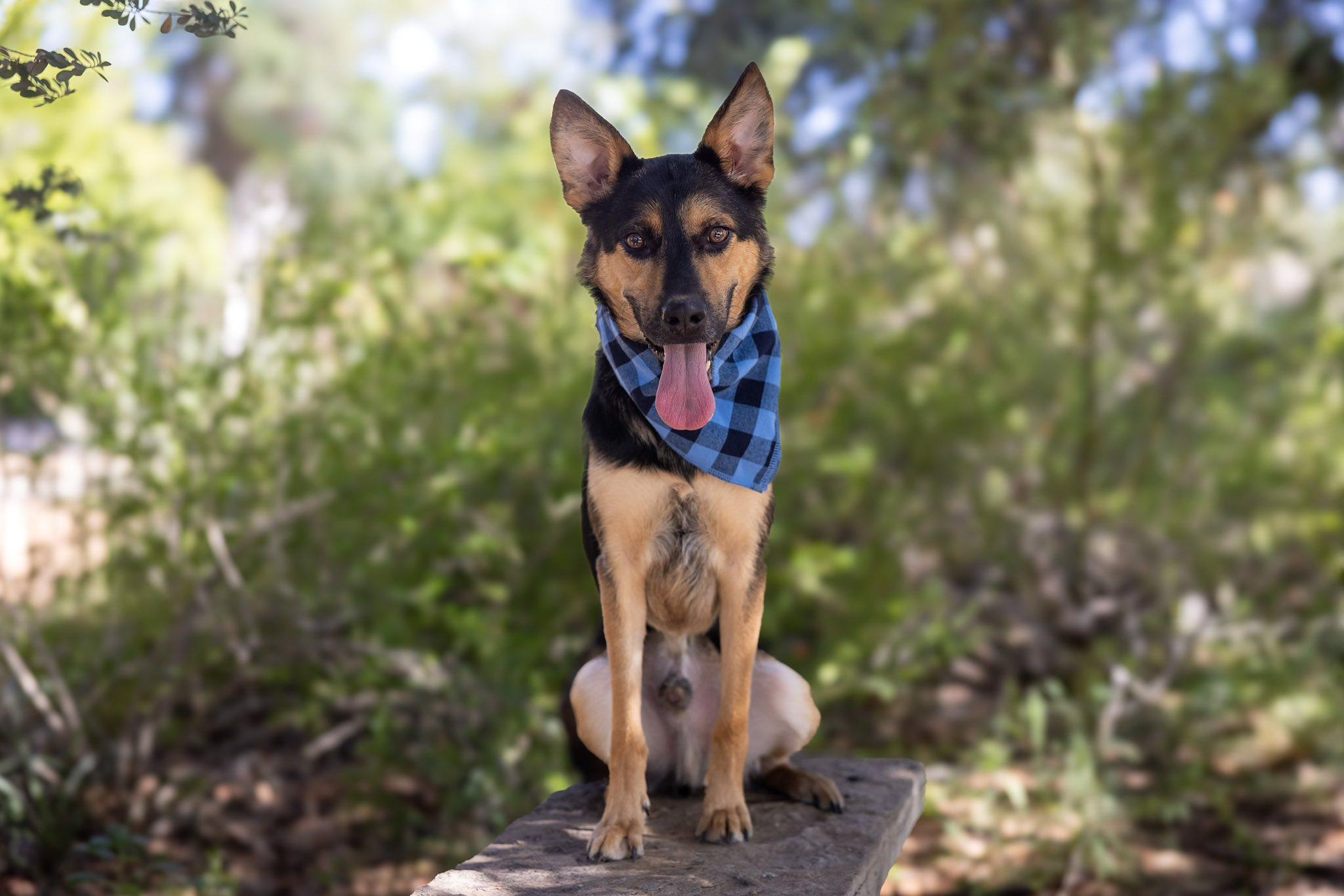 Whim, an adoptable Mixed Breed in Midland, TX image 4/4
