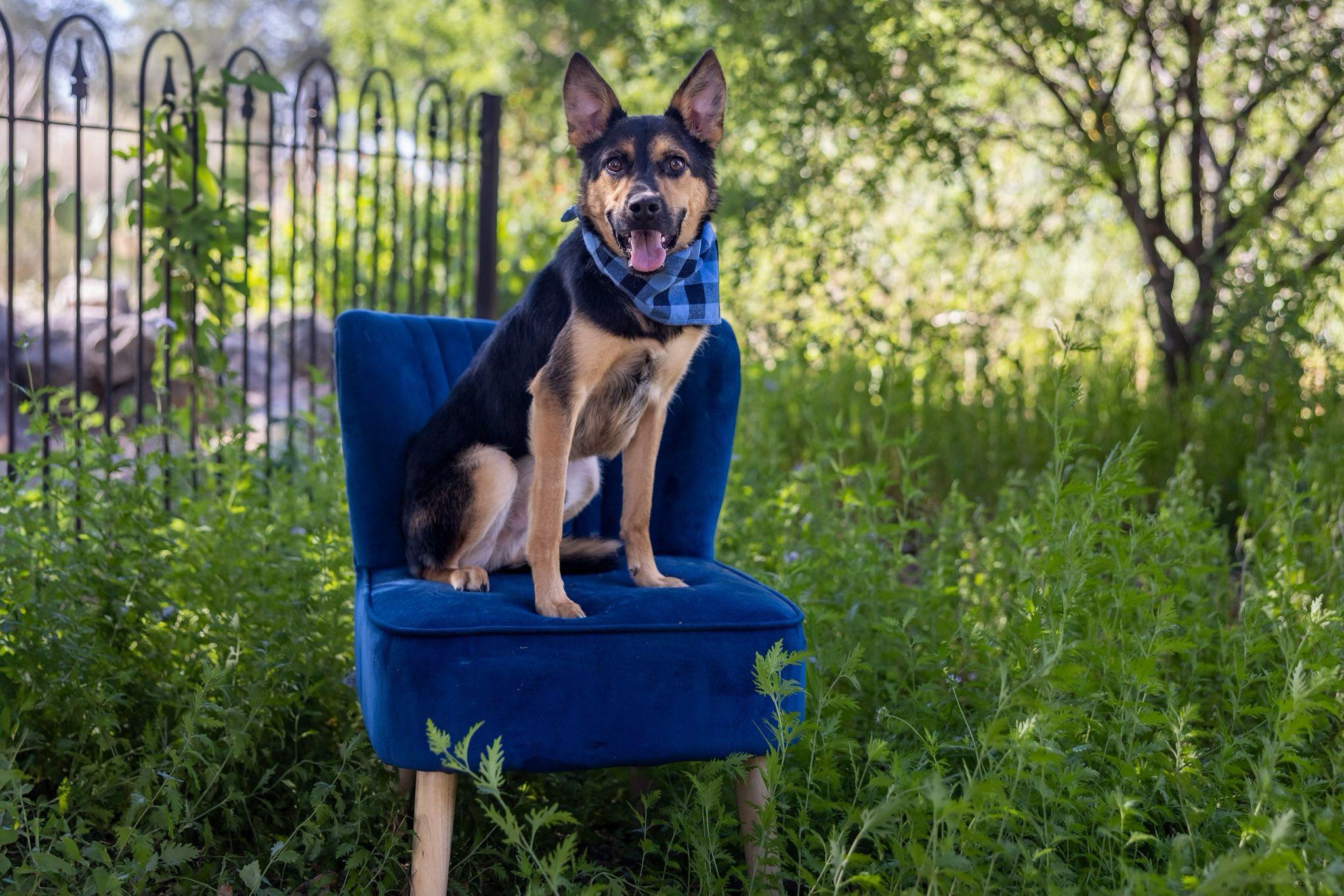 Whim, an adoptable Mixed Breed in Midland, TX image 2/4