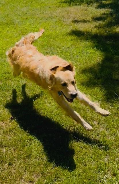 Honey, Adopted, Adult Female Golden Retriever.