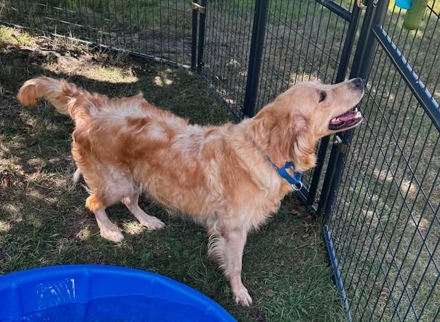 Enlarge Honey, a Adopted Golden Retriever in Lincoln, RI image 2/3