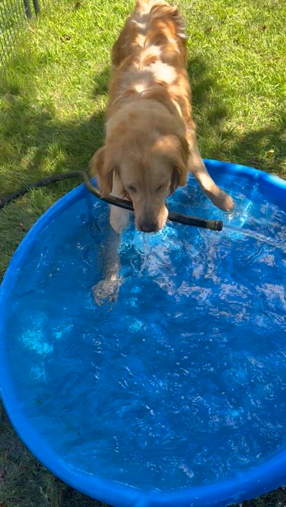 Enlarge Honey, a Adopted Golden Retriever in Lincoln, RI video 3/3